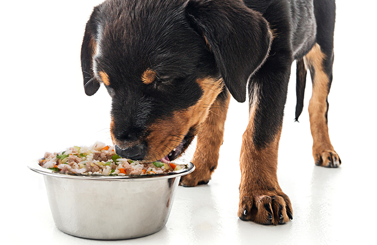 rottie puppy eating food