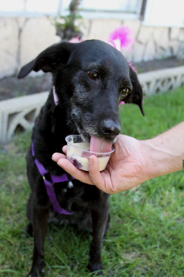 dog eats a pupscicle