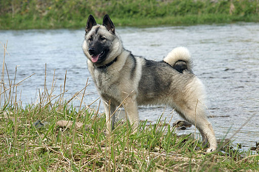 elkhound