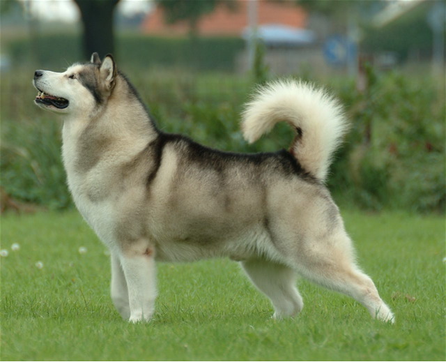 malamute dog