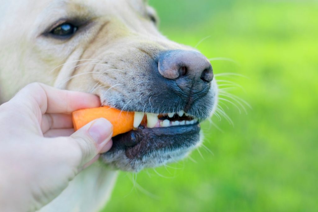 are carrots healthy for dogs