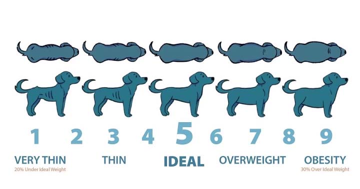 dog body scoring chart