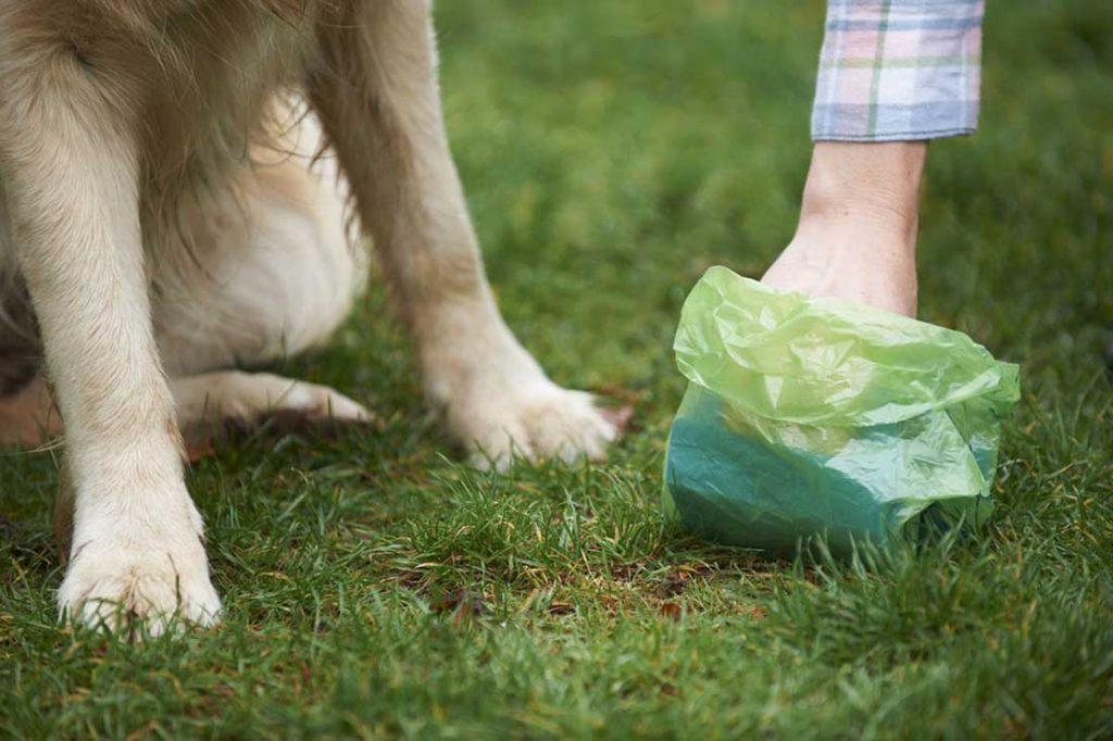 how many times a day should a dog poop