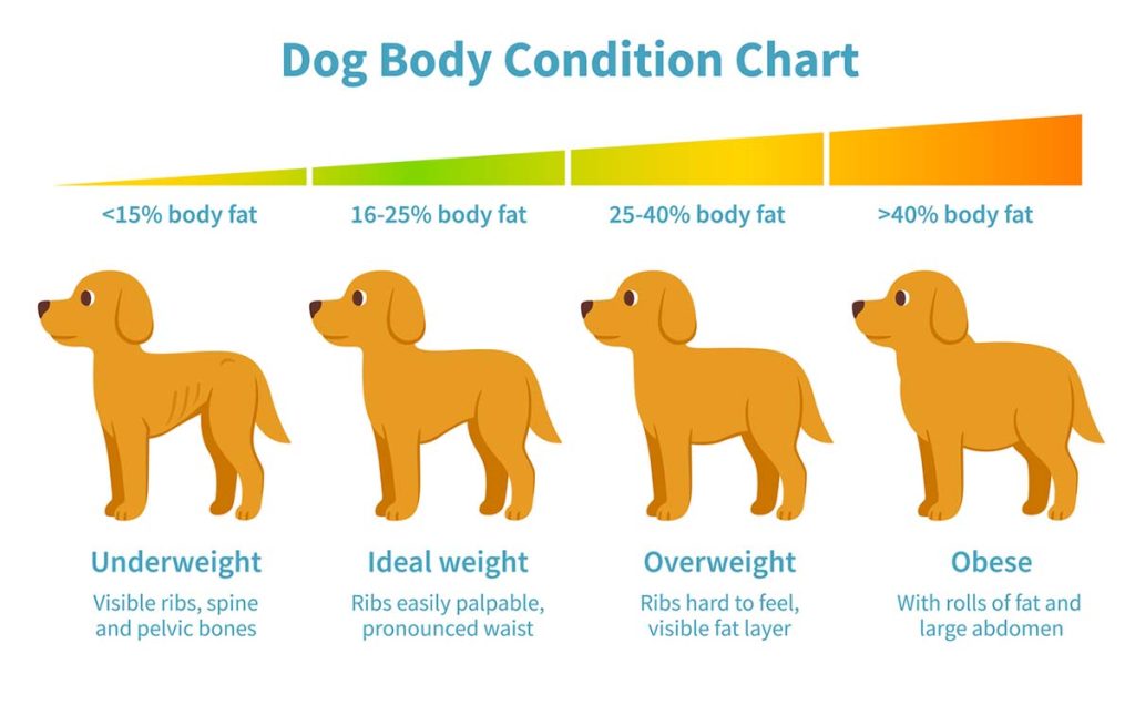 dog body condition chart