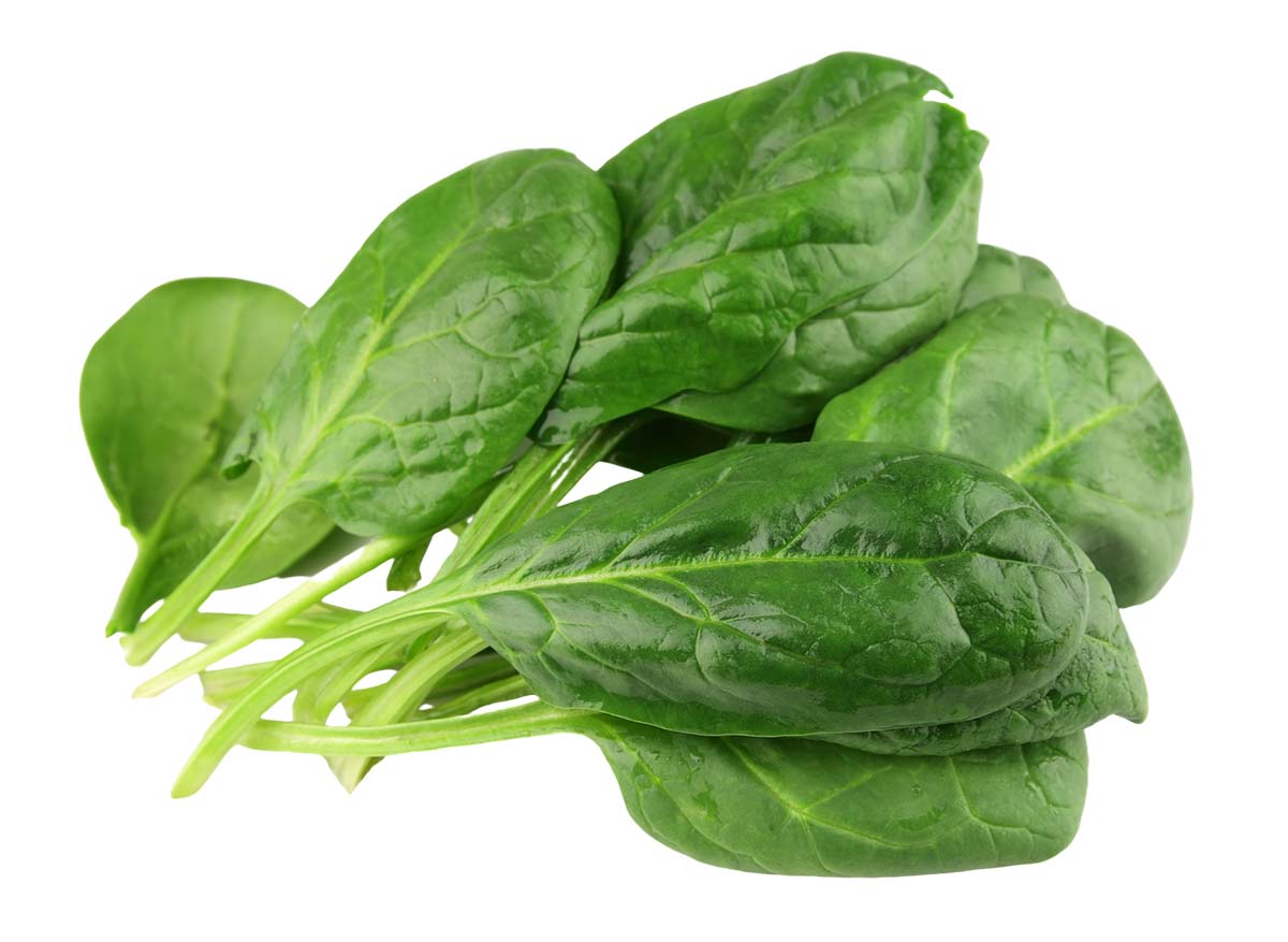 Can Dogs Eat Fresh Spinach?