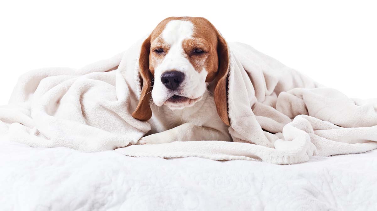 How to Tell If a Dog Has a Fever