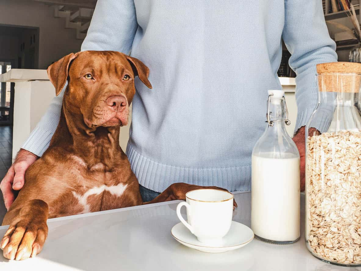 Can Dogs Have Oatmeal? 