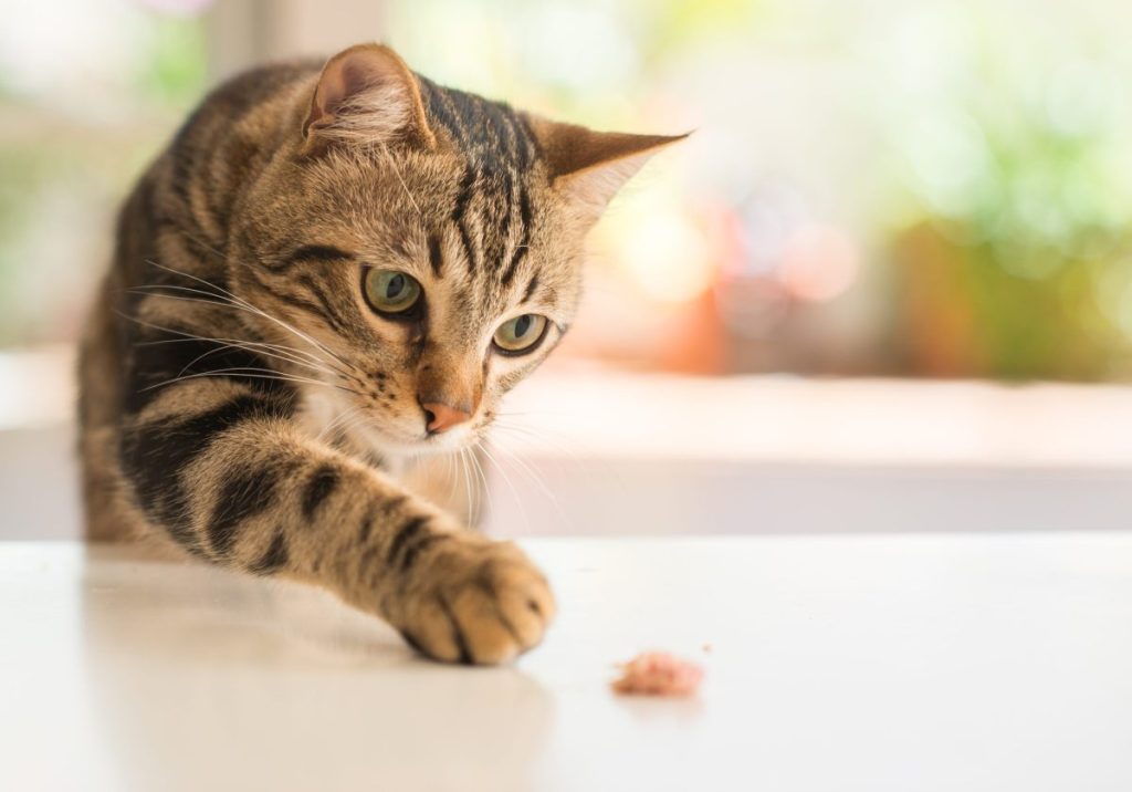 cat batting toy