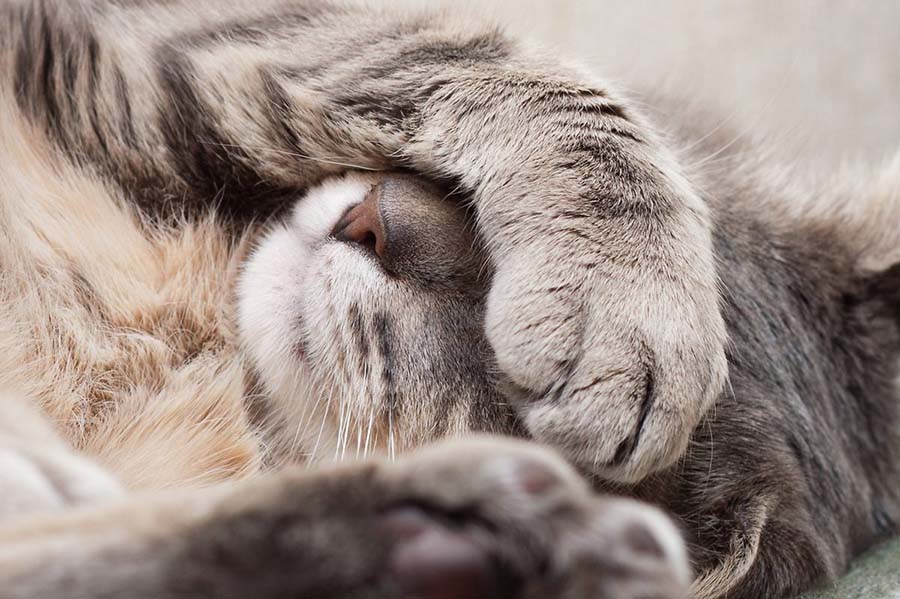 Why Do Cats Hiccup?