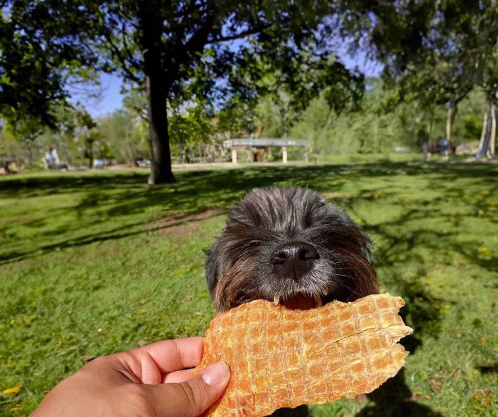 dog getting a treat