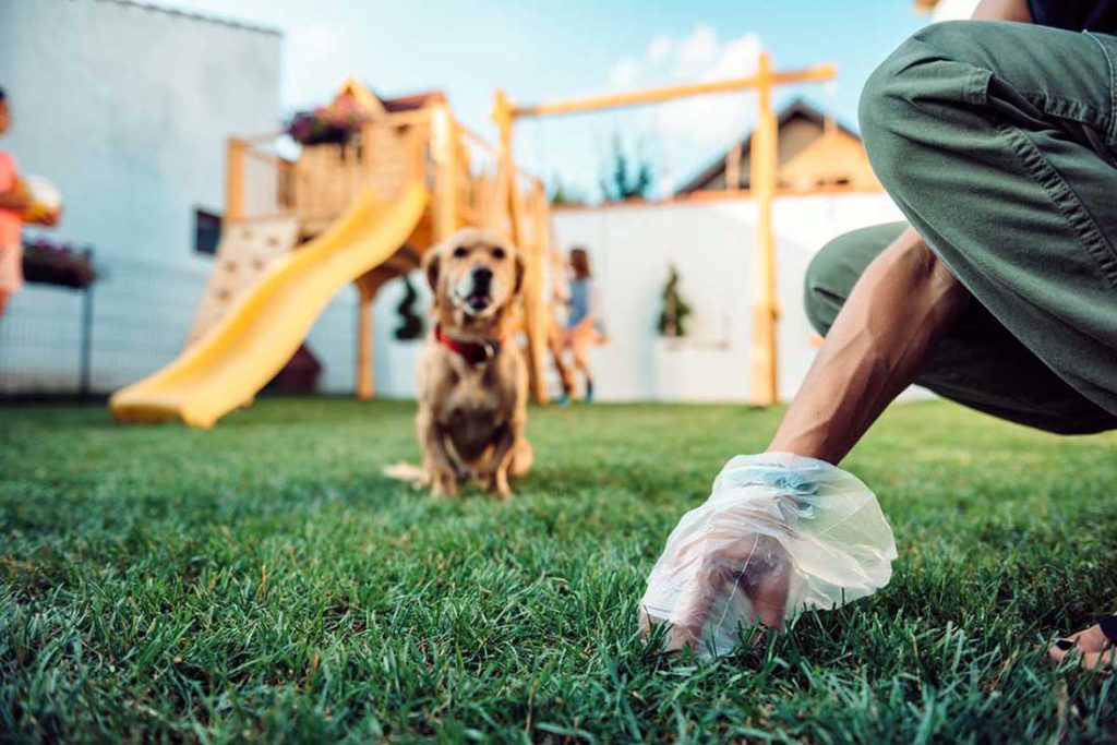 dog watching human pick up his poop