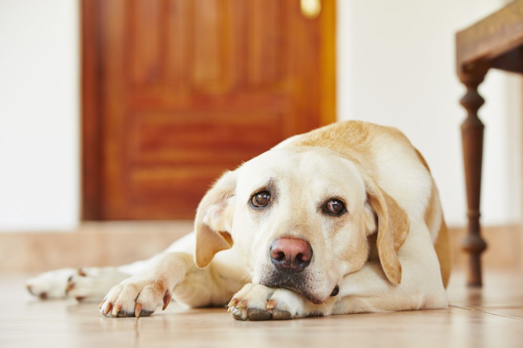 clinical signs of stress in dogs