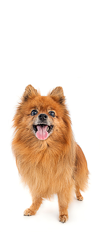 a smiling senior red colored pomeranian