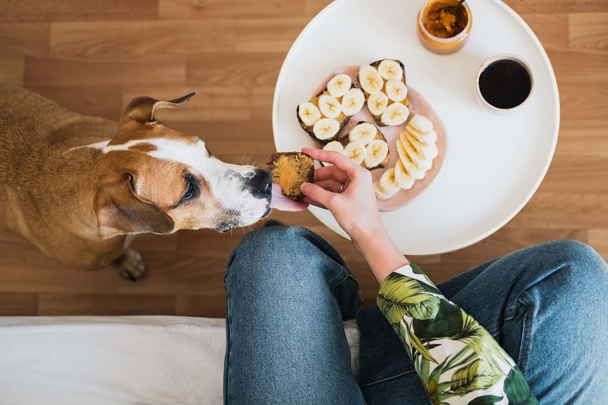 Can Dogs Have Almond Butter?