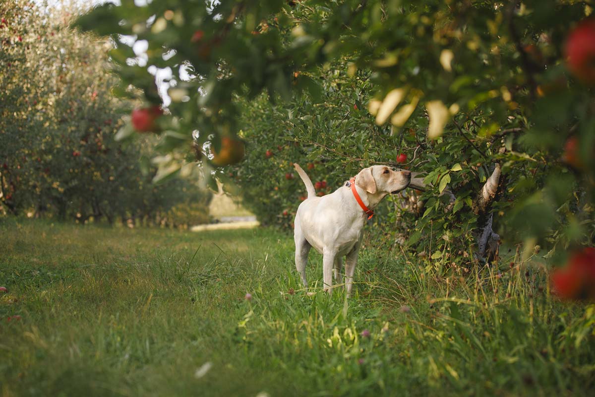 Are Apples Good For Dogs? 