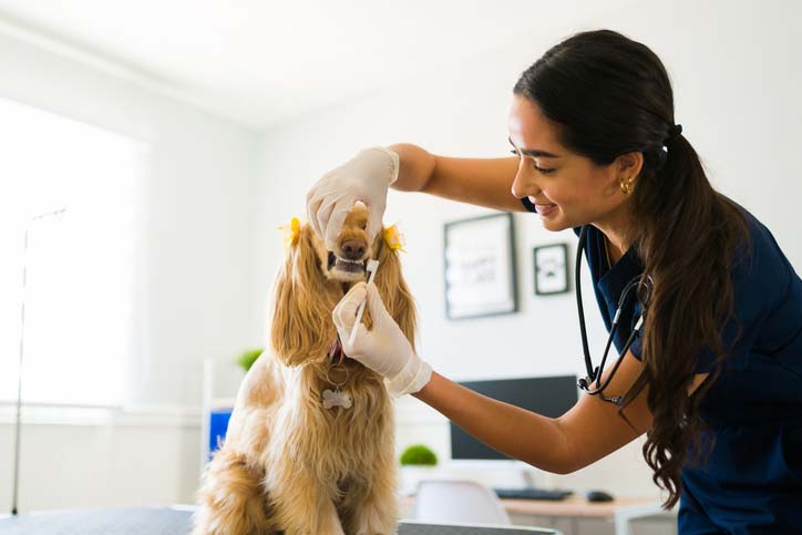 dog getting teeth brushed