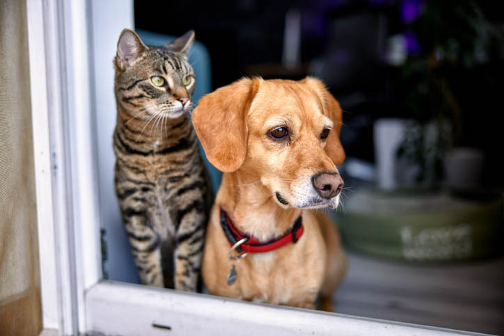 dog and cat looking out of window