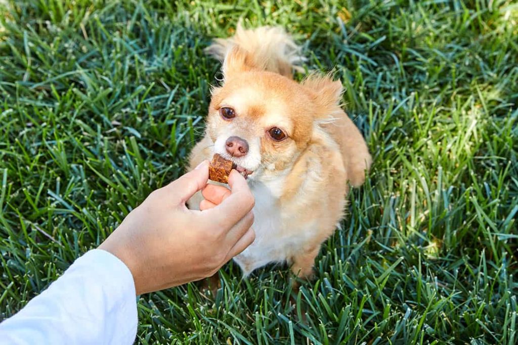 little dog getting a treat