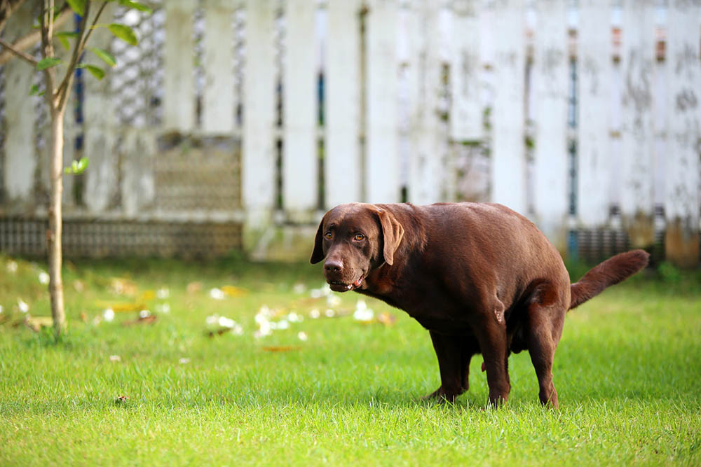 Dog Diarrhea: What Does It Mean?