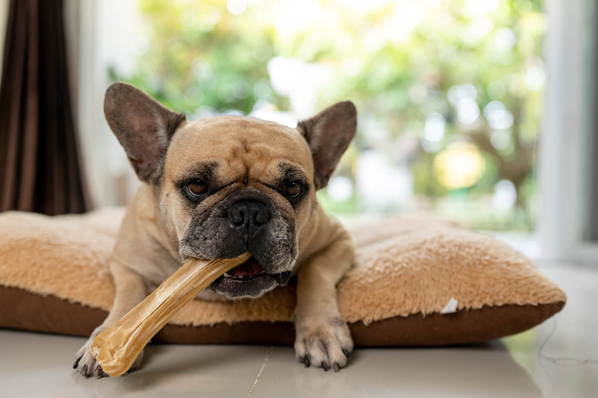 Do Dog Dental Chews Work?