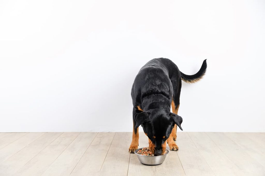 how to choose dog food