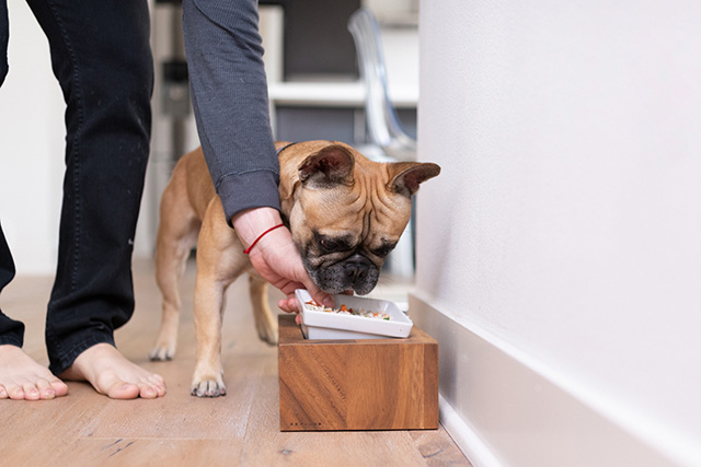 frenchie getting dinner