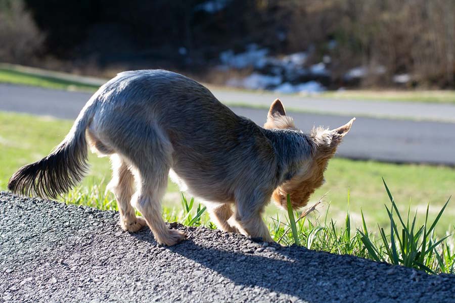 Why Is My Dog Suddenly Eating Grass Like Crazy?