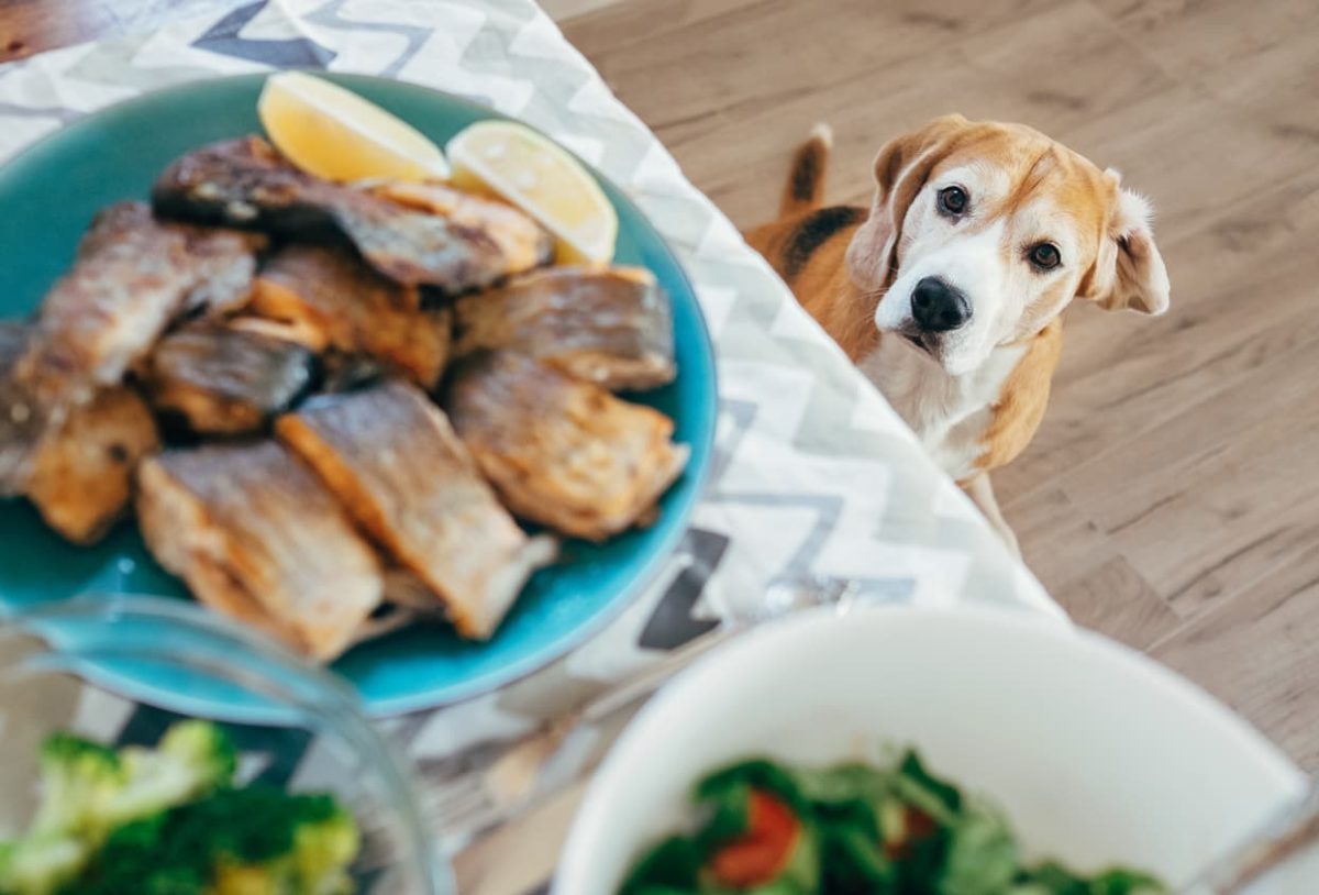 Can Dogs Eat Fish?