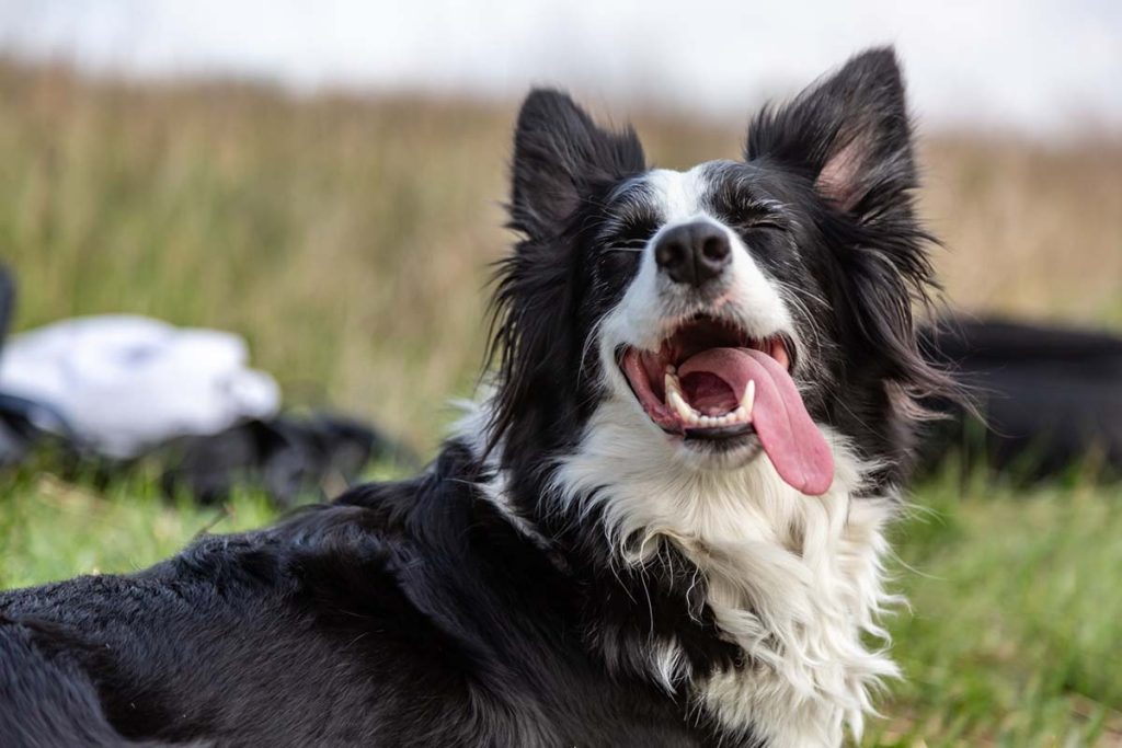 dog food for herding dogs