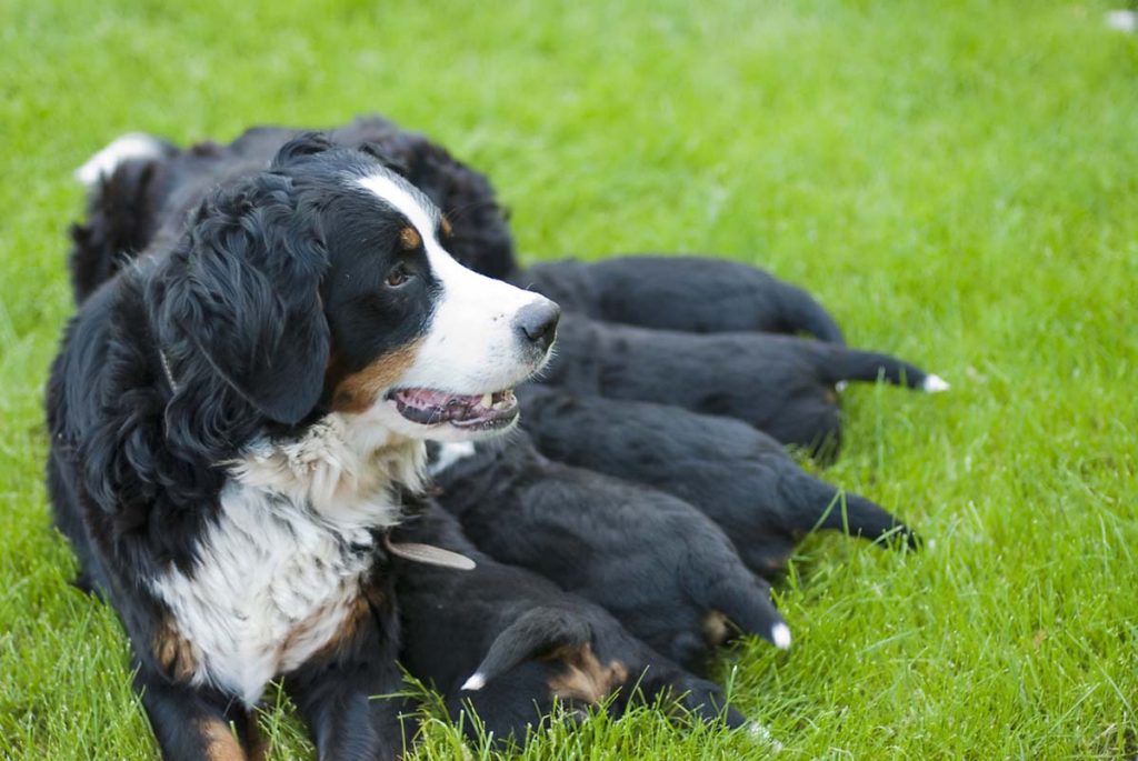 dog and puppies