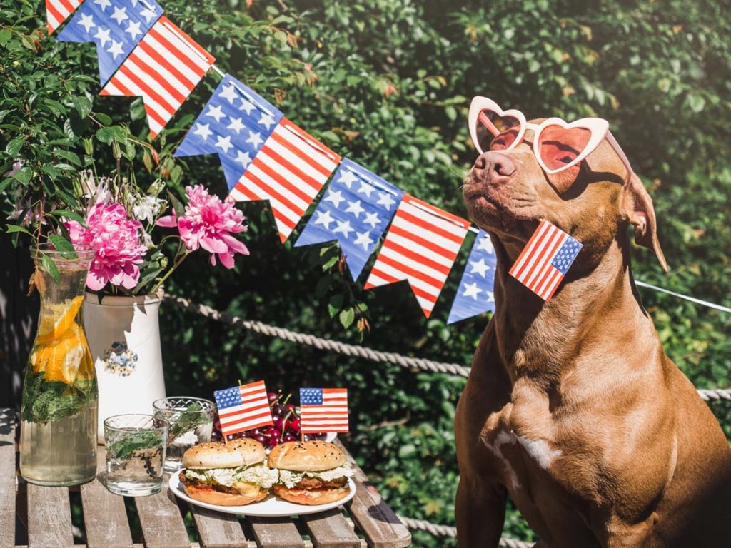 dog fourth of july bbq