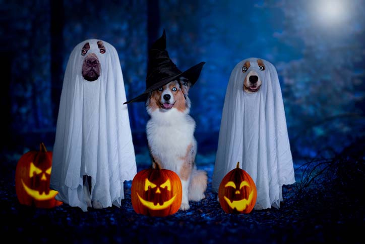 dog in halloween costumes