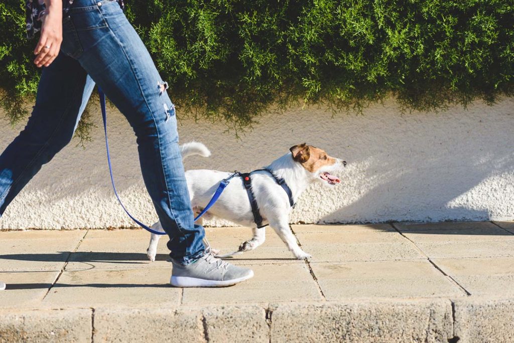 dog on a walk