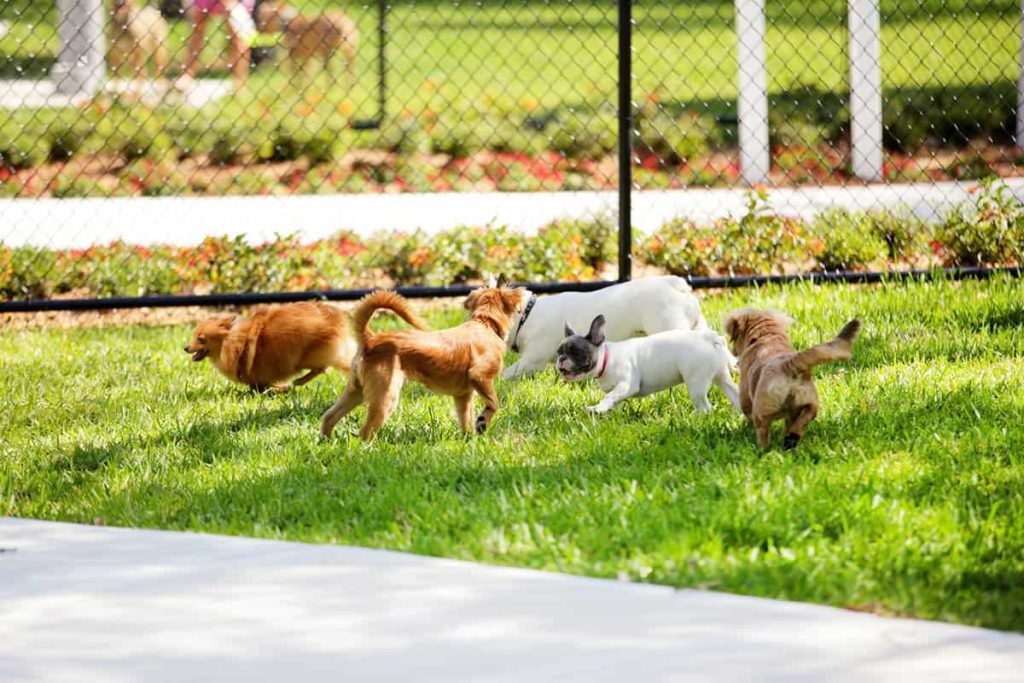 dogs playing in a park