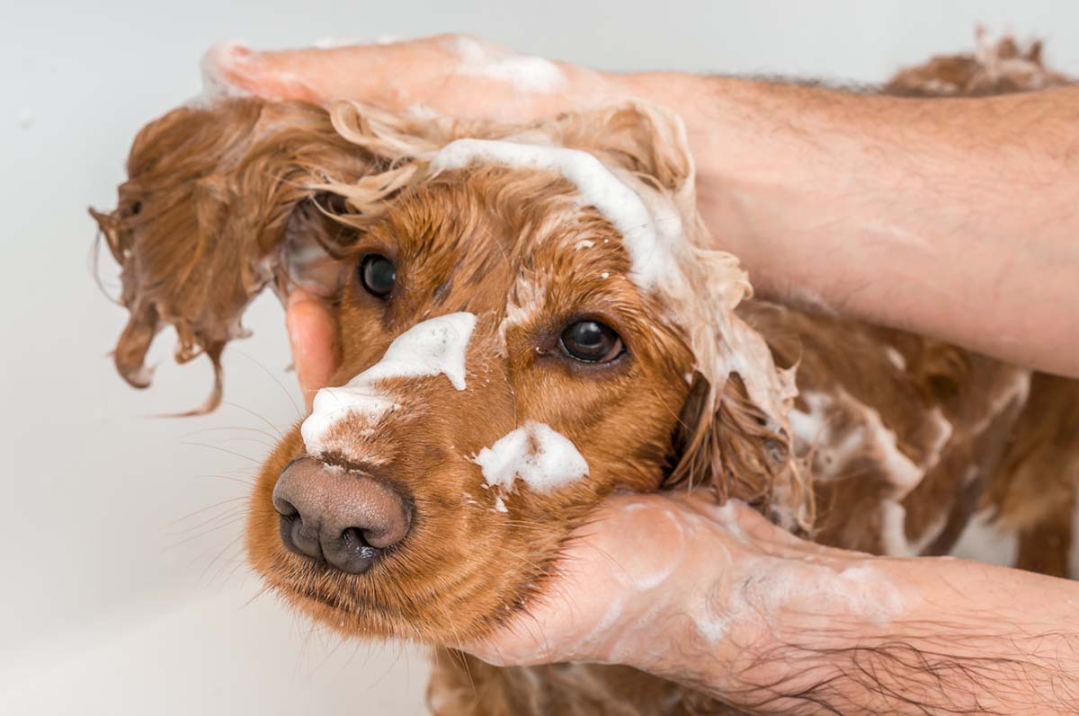 Best Dog Shampoo for Itchy Skin