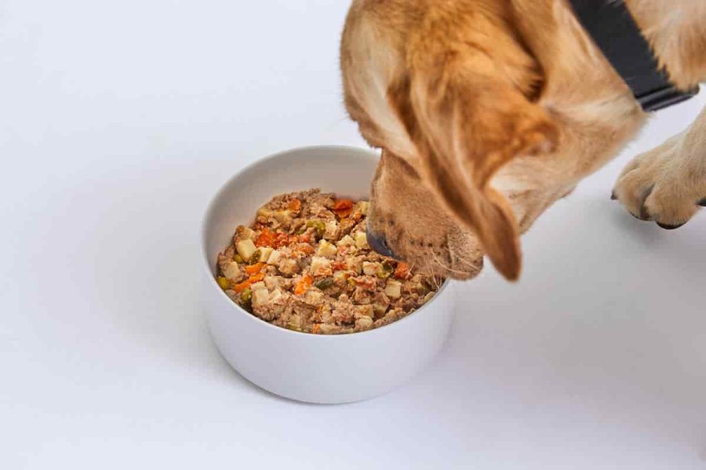 dog sniffing a bowl of food