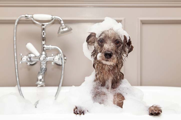 dog in tub