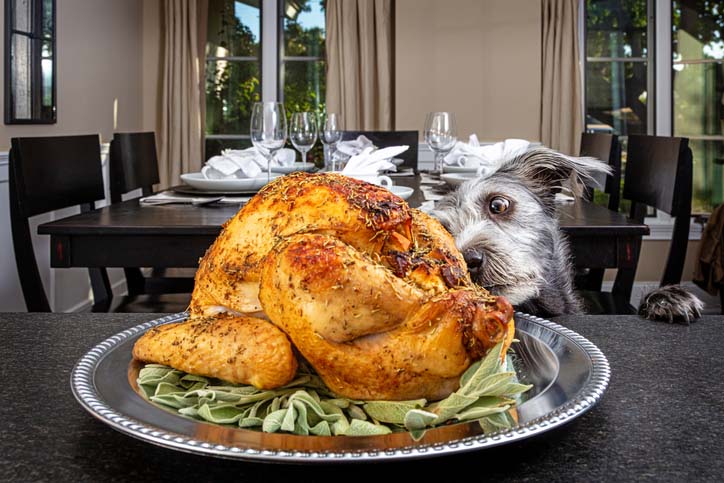 Can Dogs Eat Turkey? The Ultimate Guide