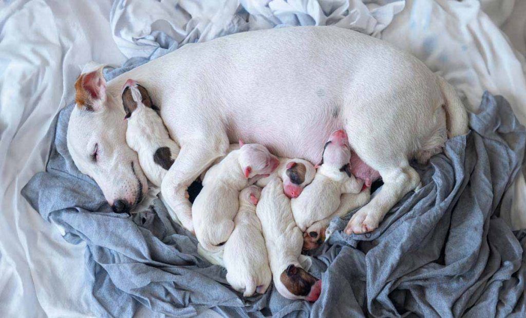 pregnant dog mom with puppies feeding