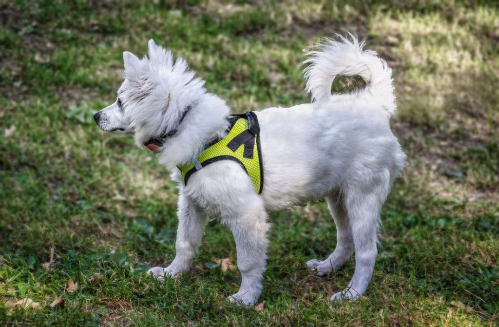 dogs with curly tails