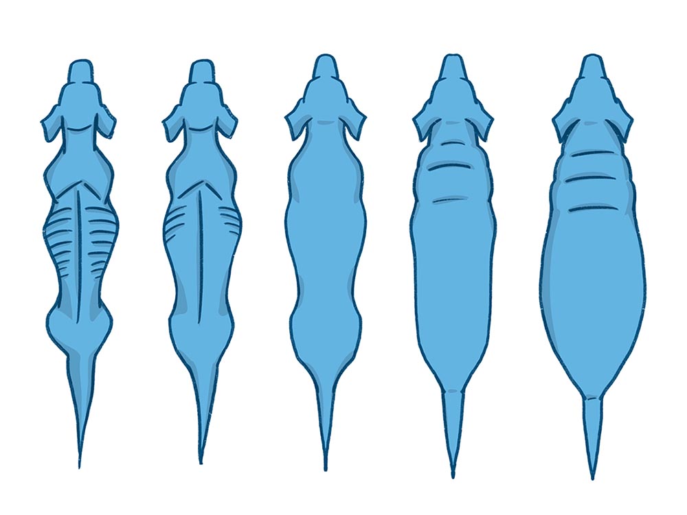 The Dog Body Scoring Chart Explained