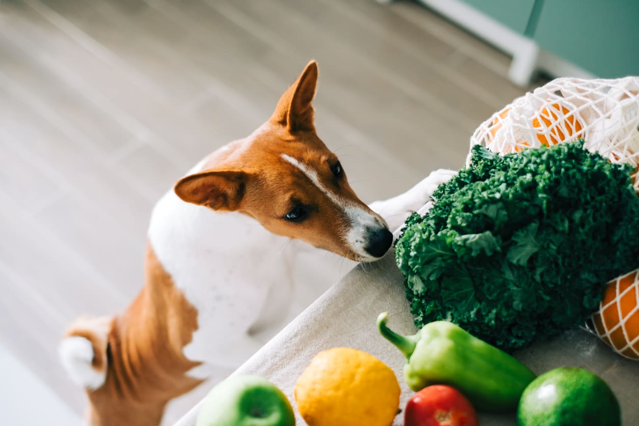 7 Superfoods for Dogs: A Deep Dive