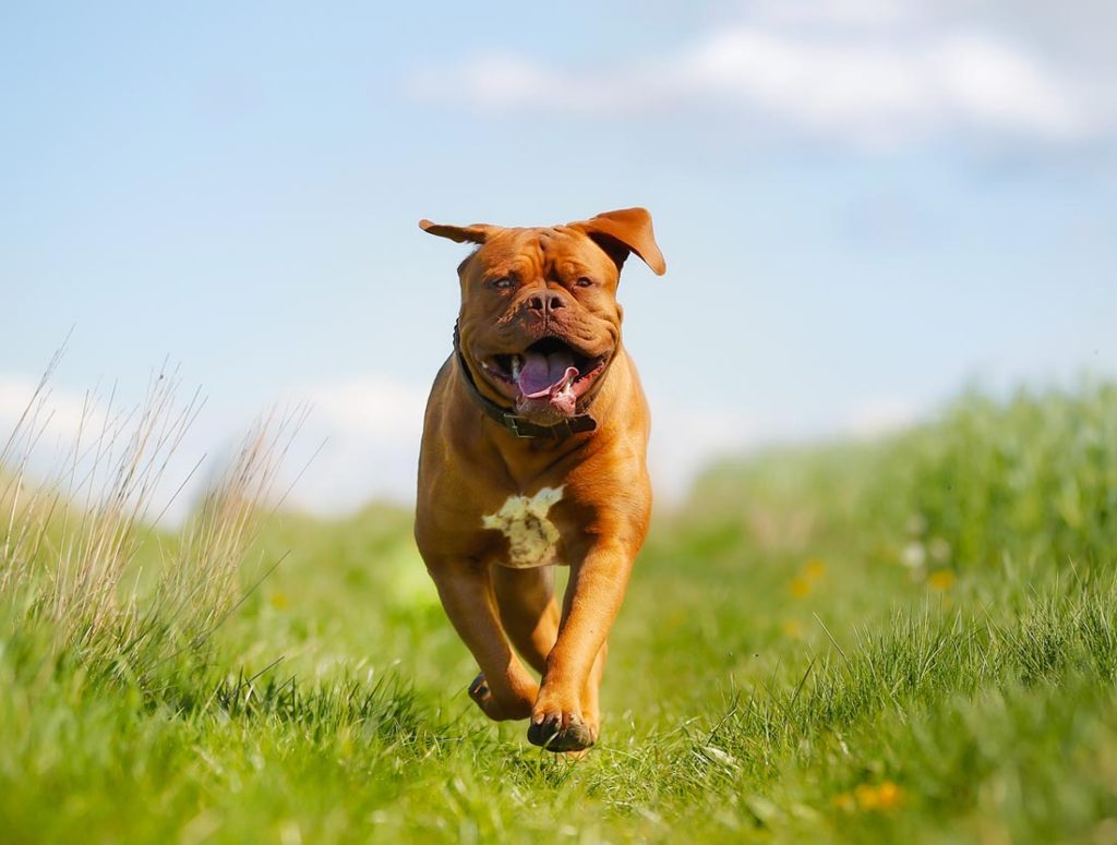 french mastiff