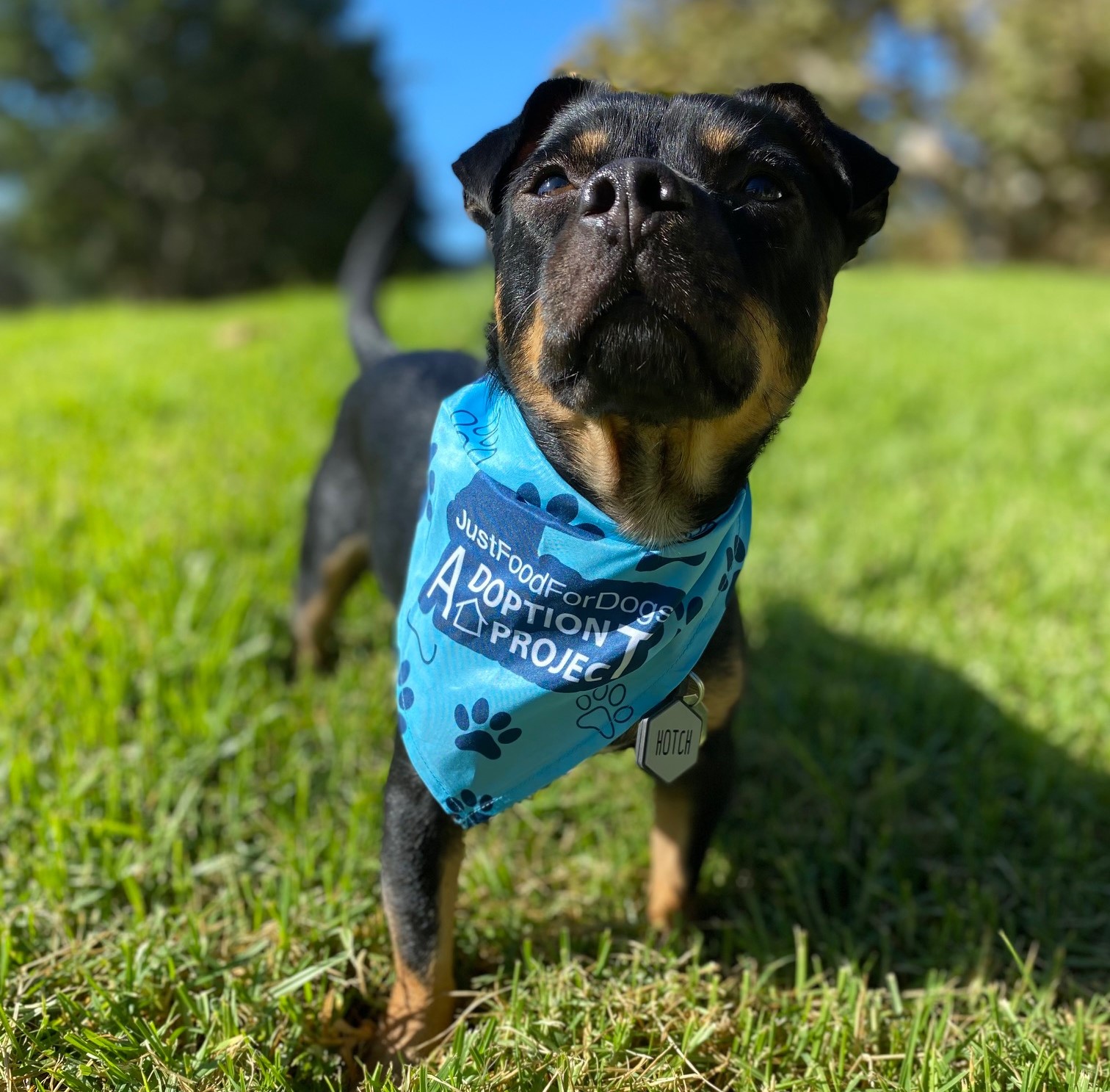 small brown dog wearing bandana