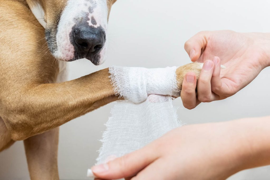 how to clean a dog wound