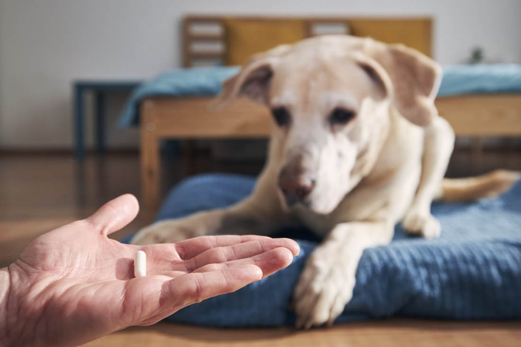 dog being presented with a pill