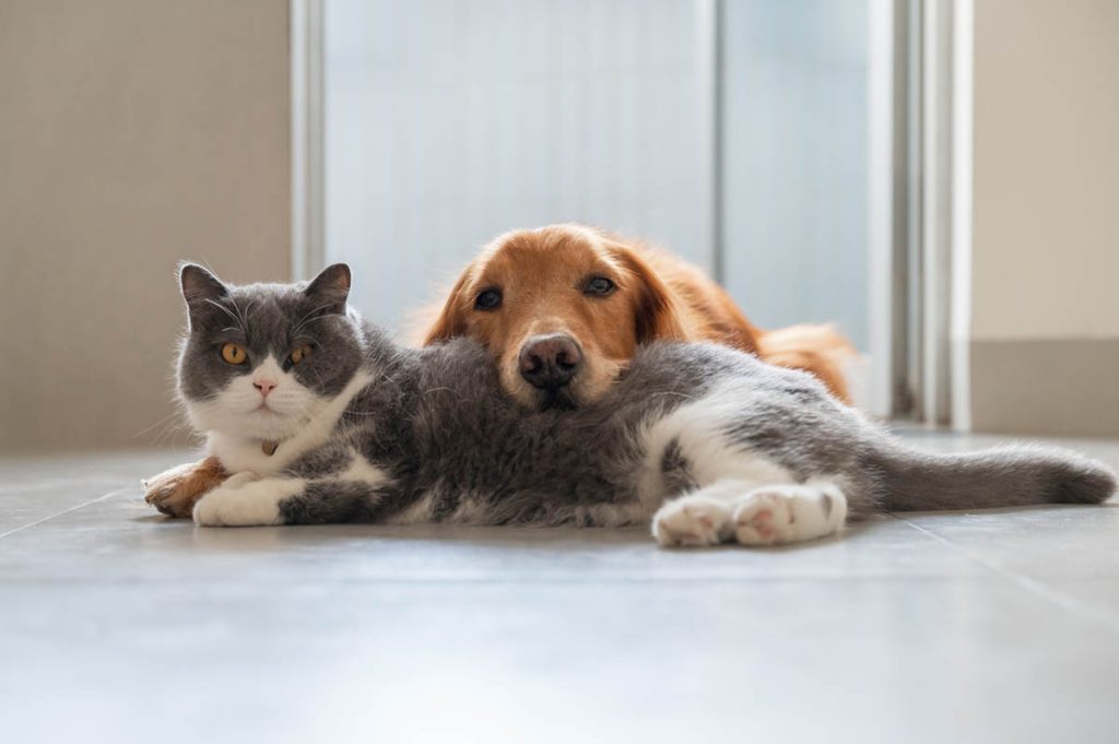 how to keep a dog out of the litter box cat