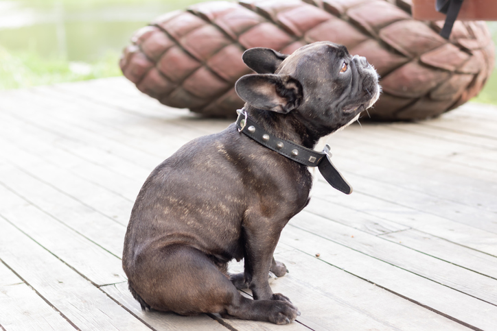 french bulldog scooting