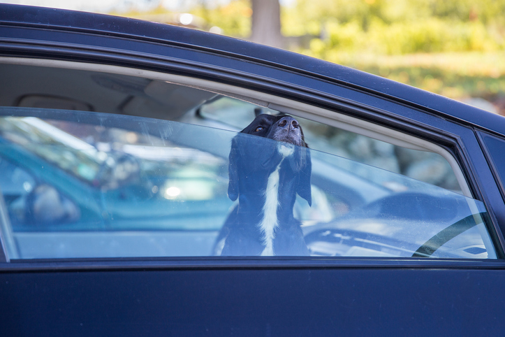 dog in car