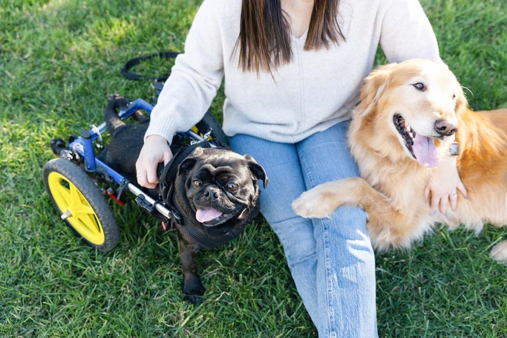 dogs on a lap